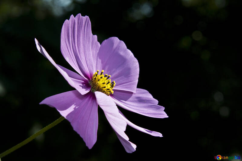 Квітка космеи №5902