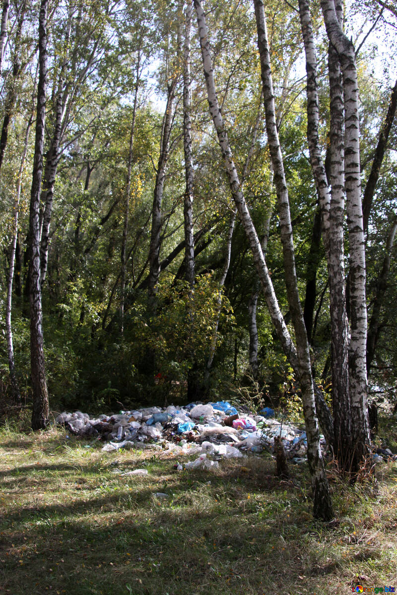 Desperdícios na floresta №5445
