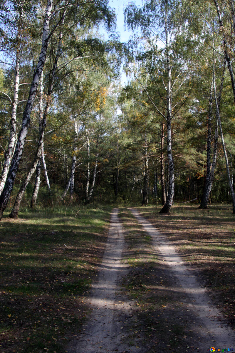 Дорога крізь ліс №5577