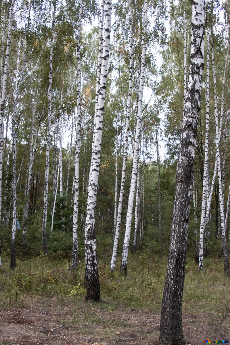 Birch forest №5541