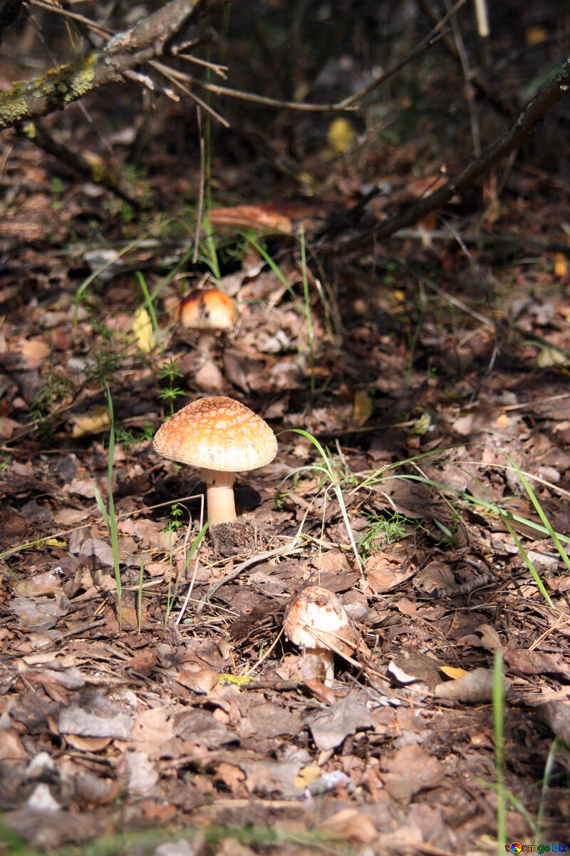 Not edible mushrooms in the forest №5463