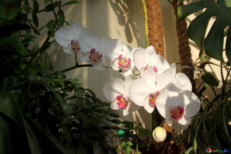 Jardín de la orquídea №5789