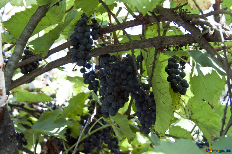 Грона винограду №5888
