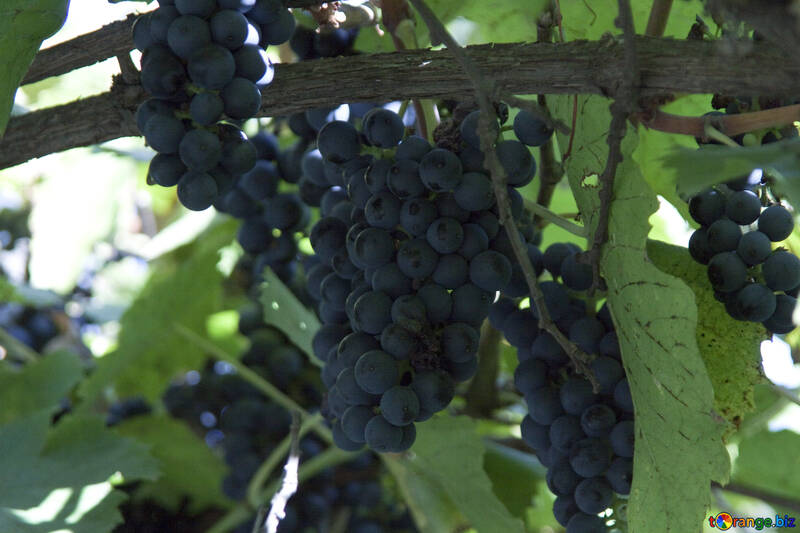 Berries  grapes №5890