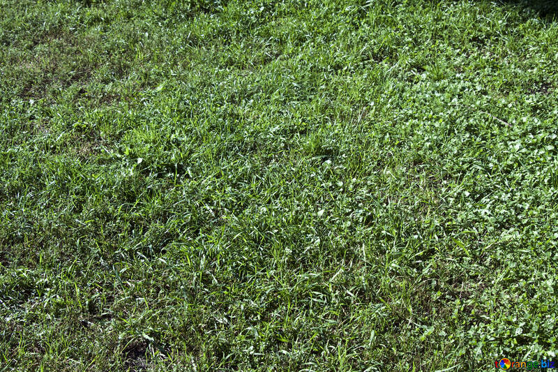 Lawn  grass №5663