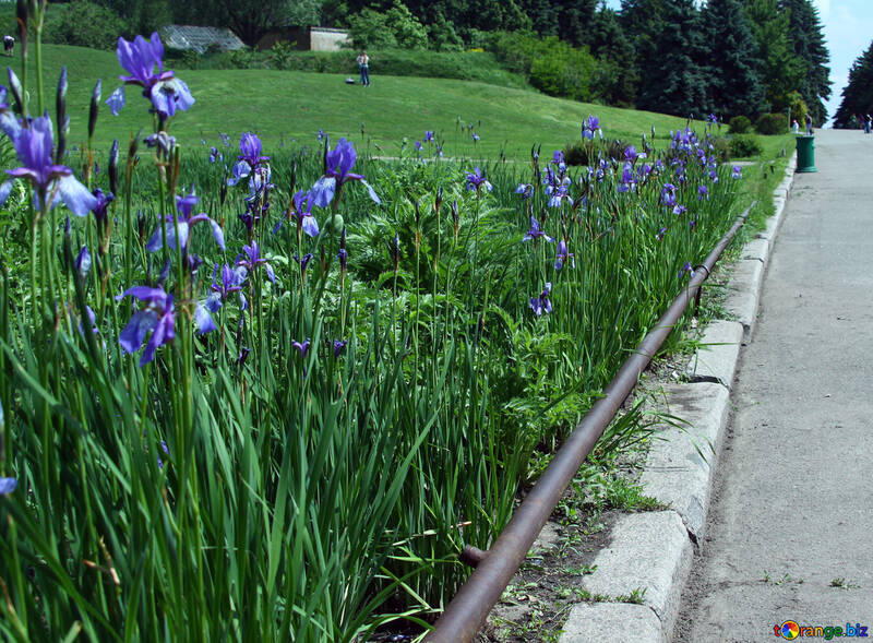 Flowers irises along the track №5034