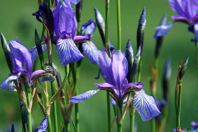 Irises №5032