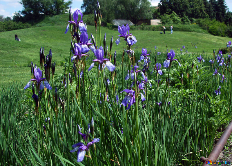 Un lit de fleur des iris №5033