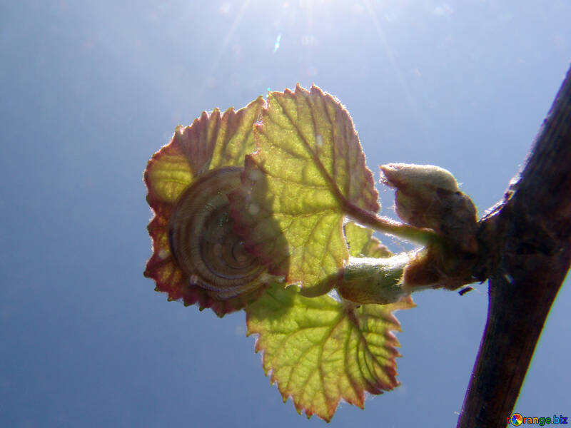 El sol en las hojas de la uva №5295