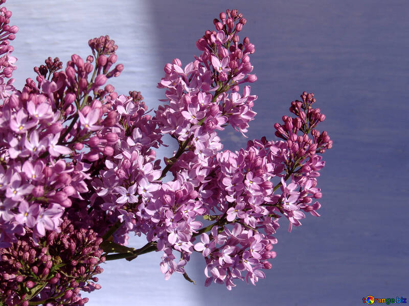 Background.Lilac. №5296