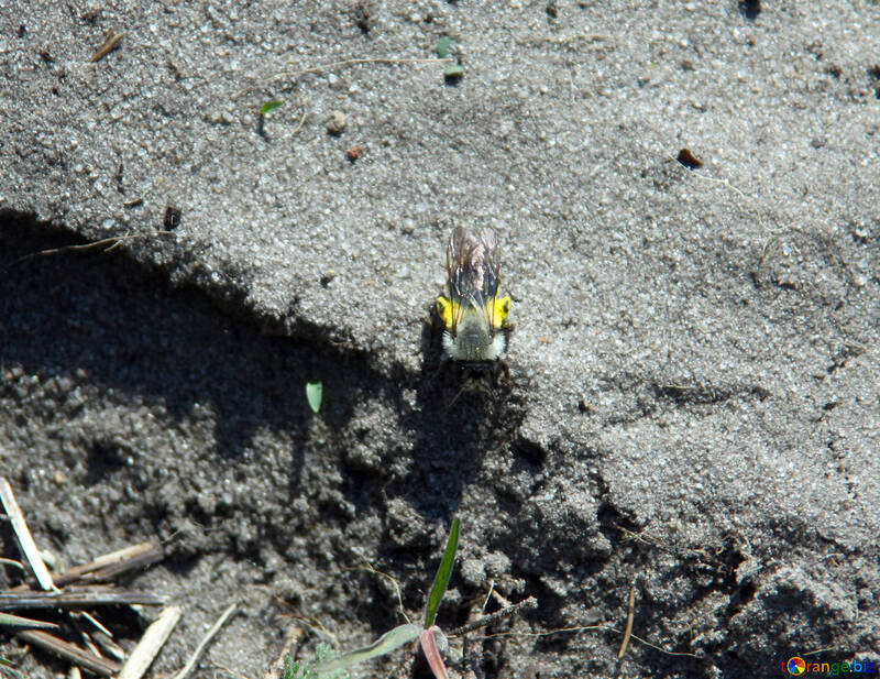 Bumblebee sitting on the ground №5159
