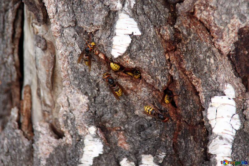 Nest of hornets №5454