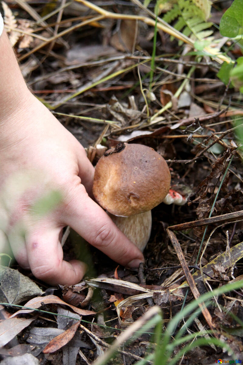 Found mushroom №5501
