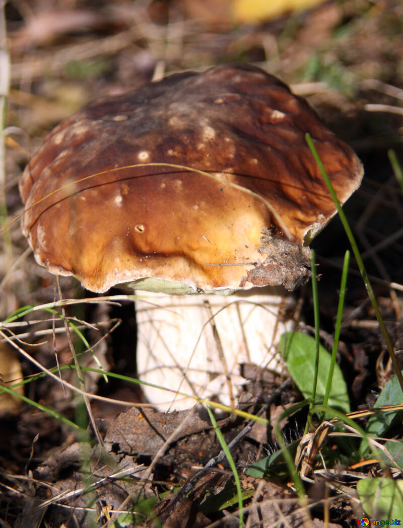 Mushrooms №5484