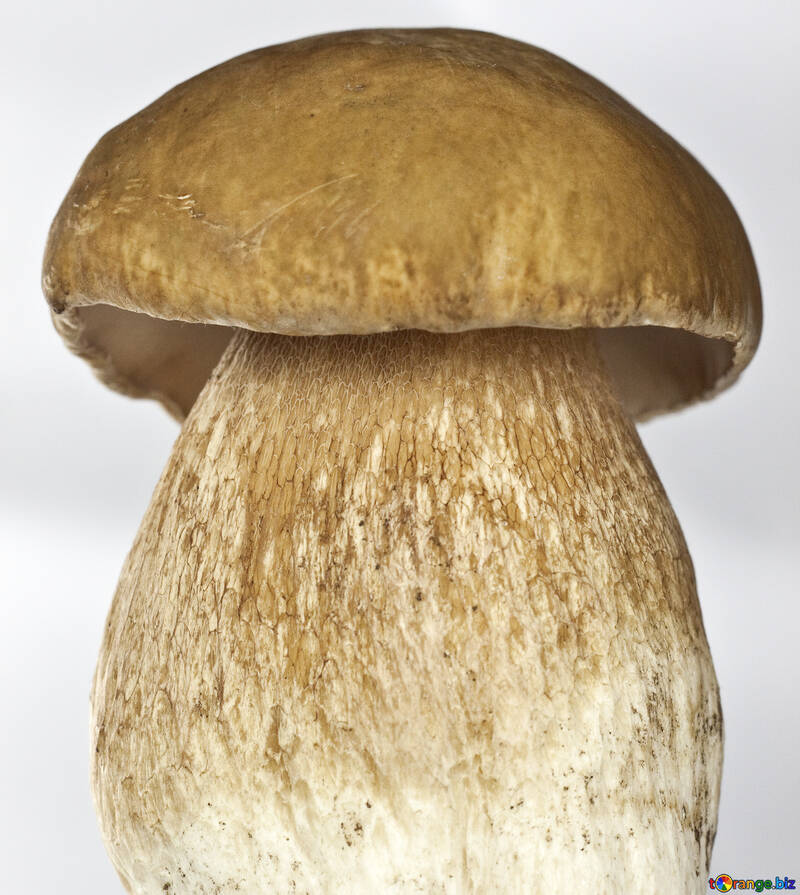 Branco Cogumelo grande №5605