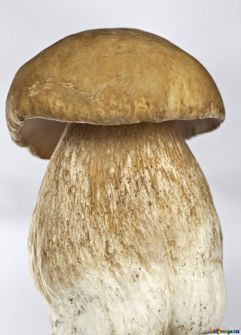 Білий гриб в студії №5611