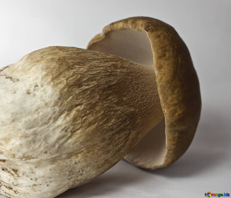 White  Mushroom  is  at  side  №5615