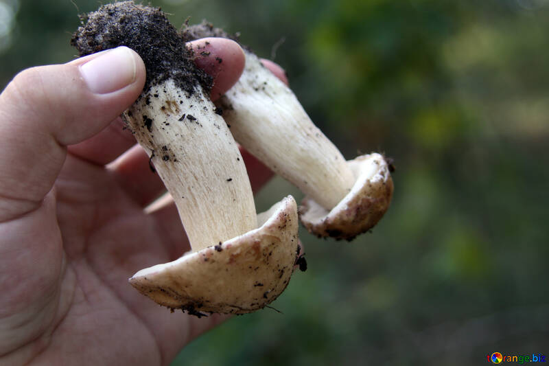 Ceps in hand №5482