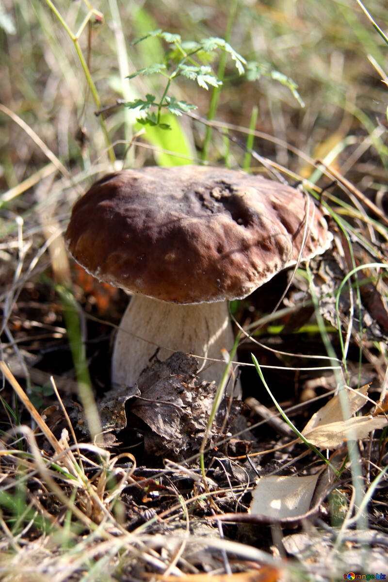 Delicious mushroom №5517