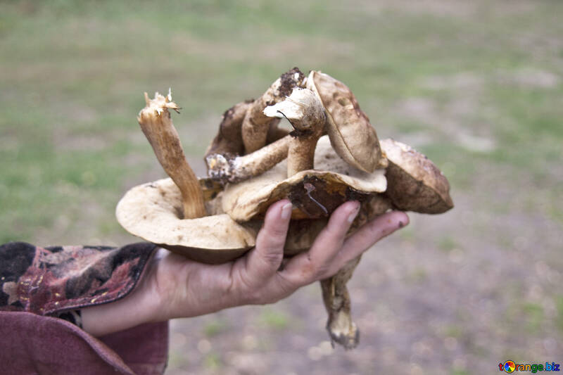 Mushroom pickers №5546