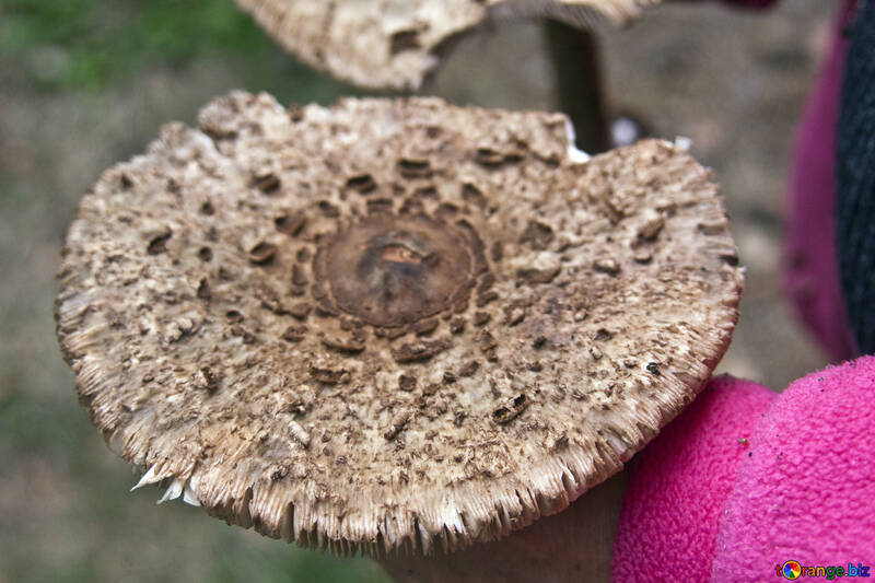 Guarda-chuva grande do cogumelo №5588