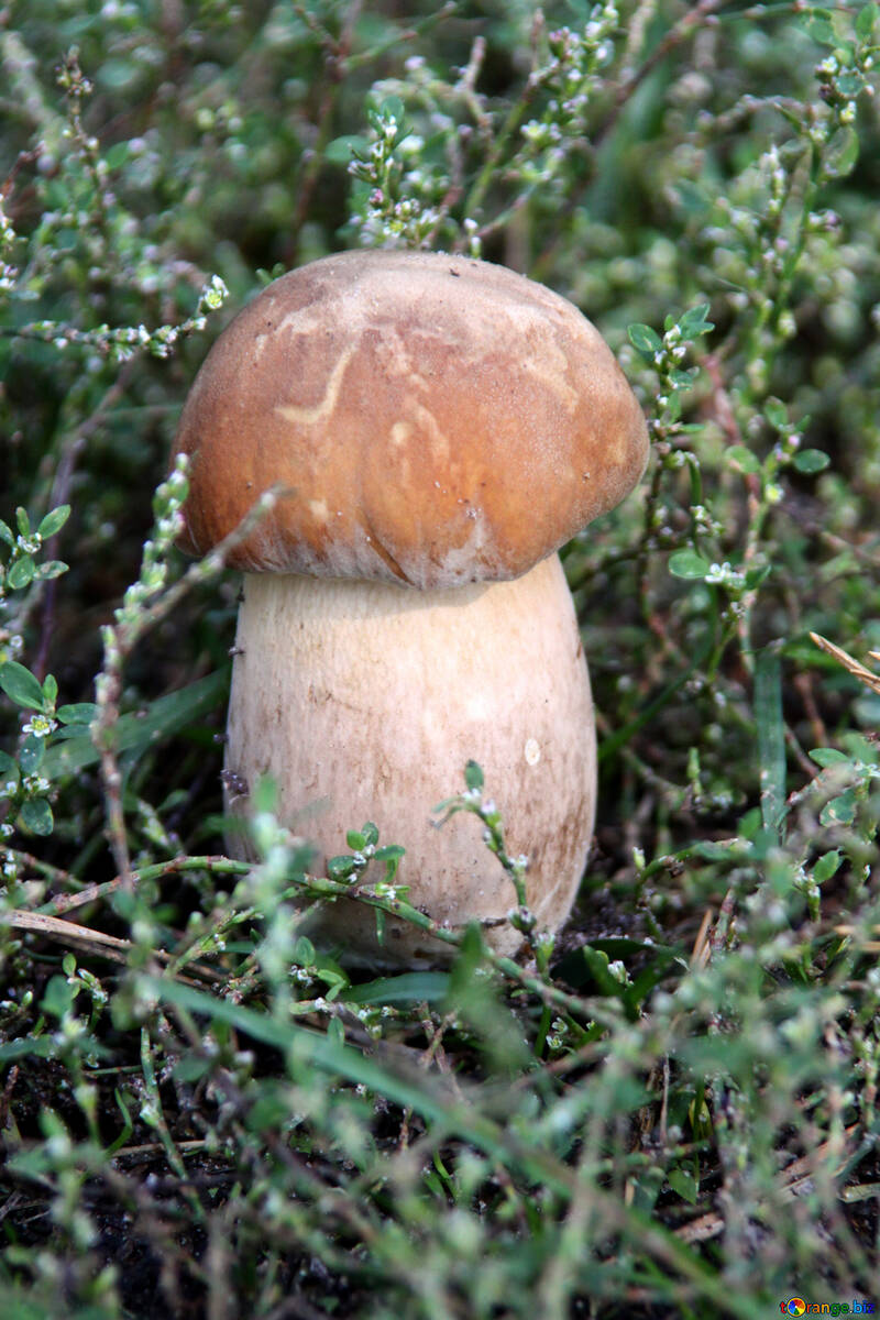White mushroom in moss №5488