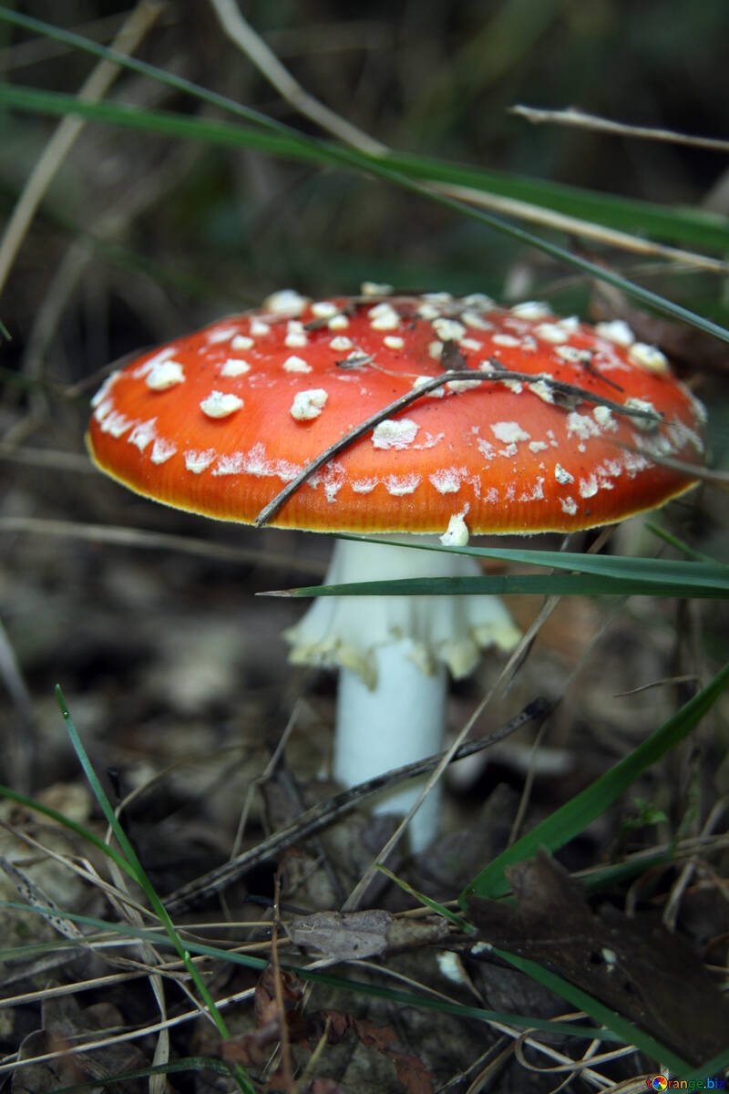 Hallucinogenic mushroom №5583
