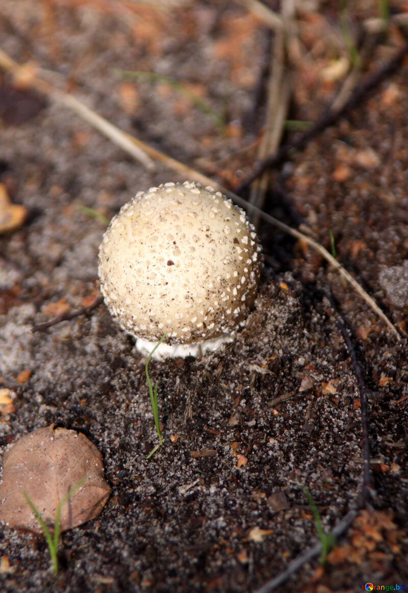Small mushroom №5505