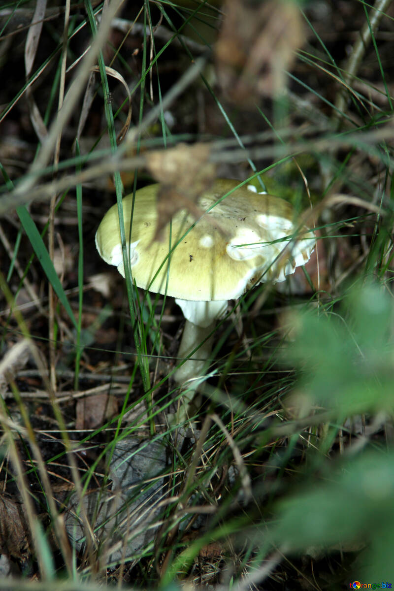 Poisonous mushroom №5449
