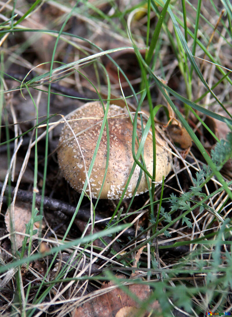 Mushroom poisoning №5491