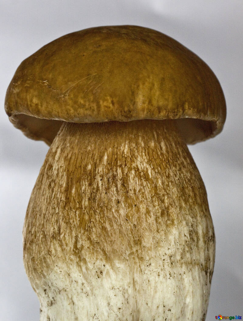 Білий гриб на білому фоні №5613
