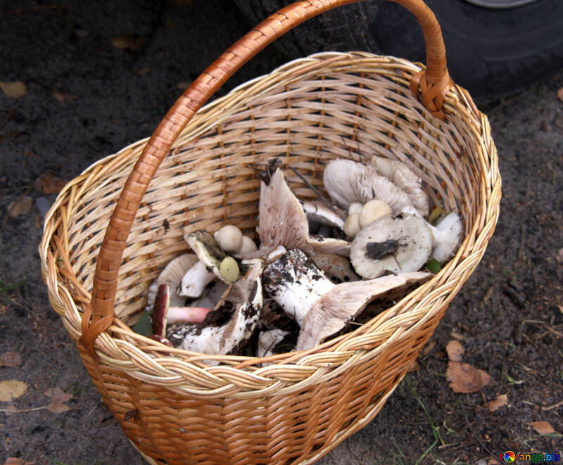 Mushrooms in basket №5446