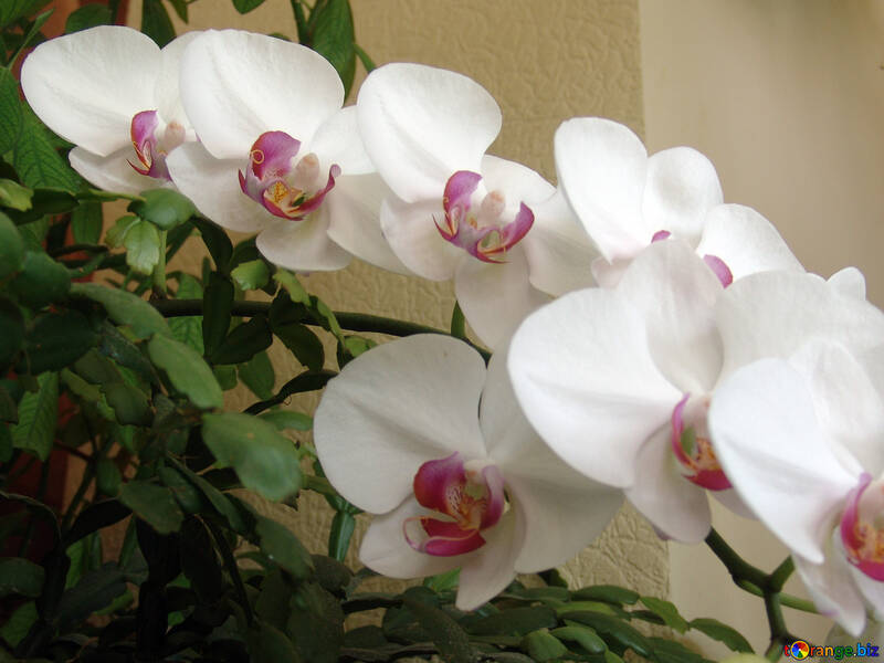 Orchidee №5276