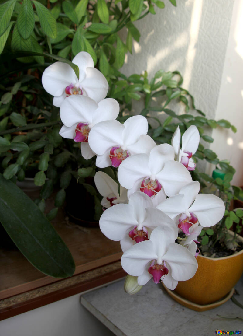 Orquídea floreciente №5787