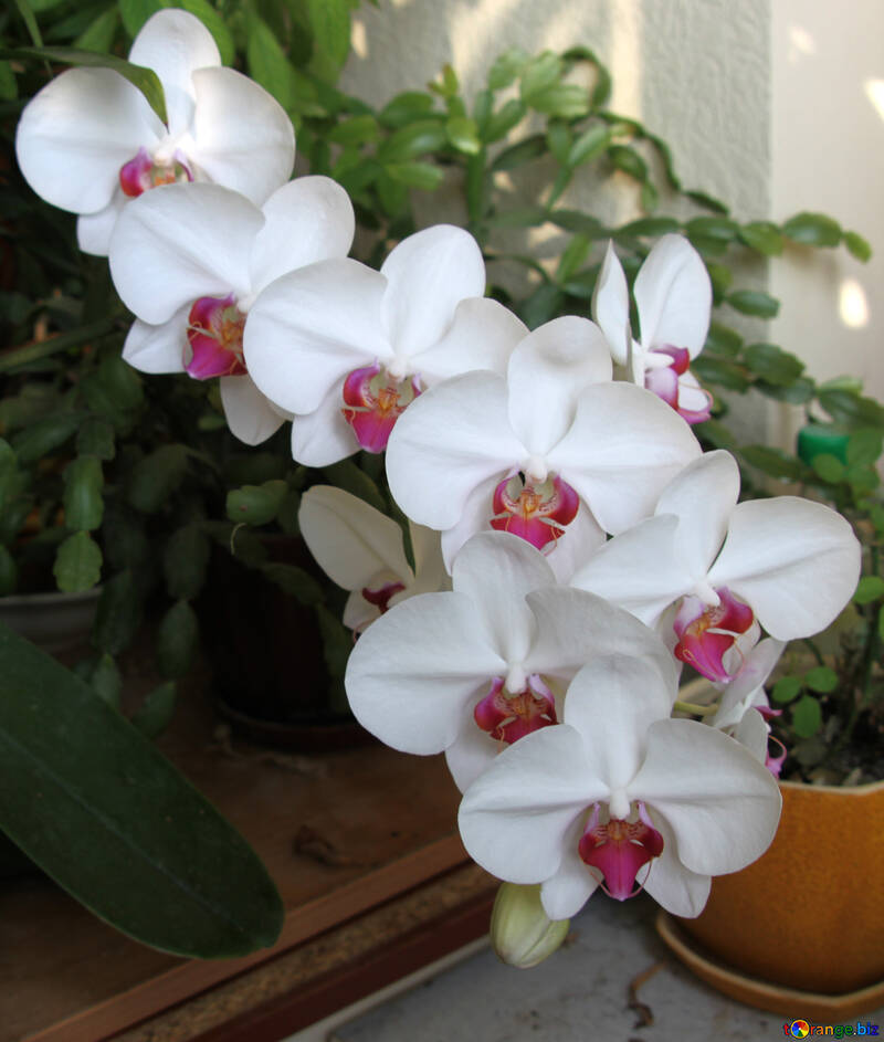 Orchidée fleurie №5788