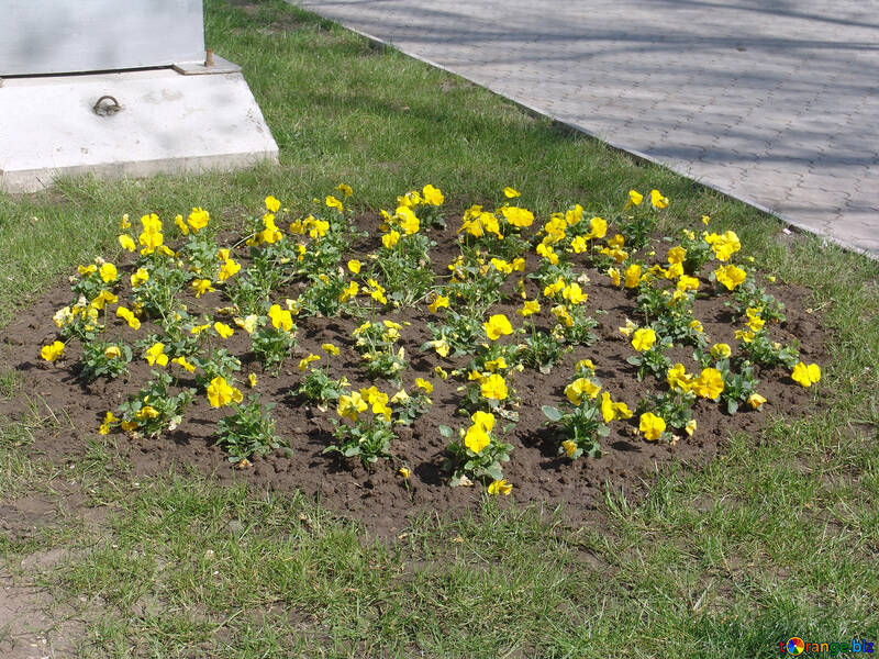 Flower bed.Yellow pansies №5279