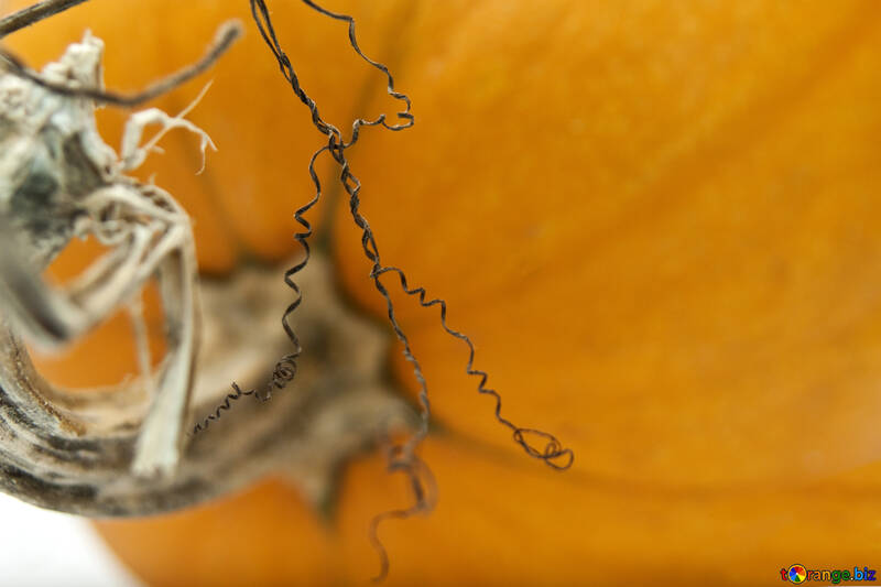 Curls  pumpkin №5983