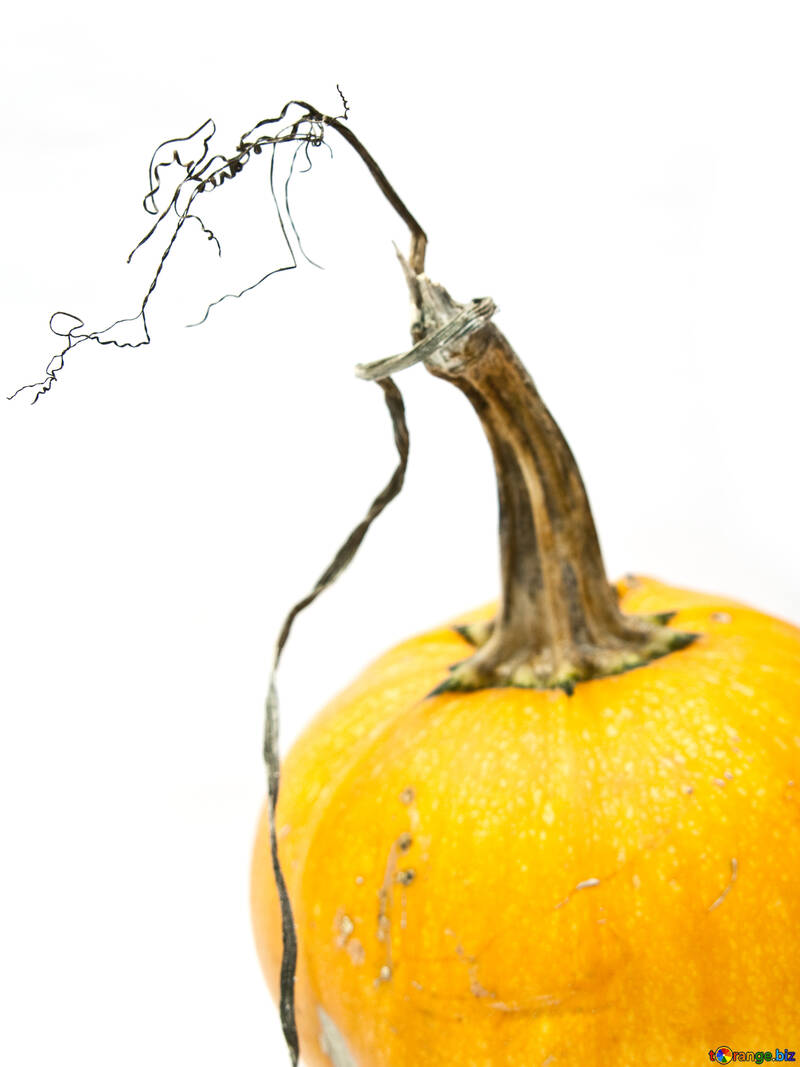 Pumpkin  with  stalk №5990