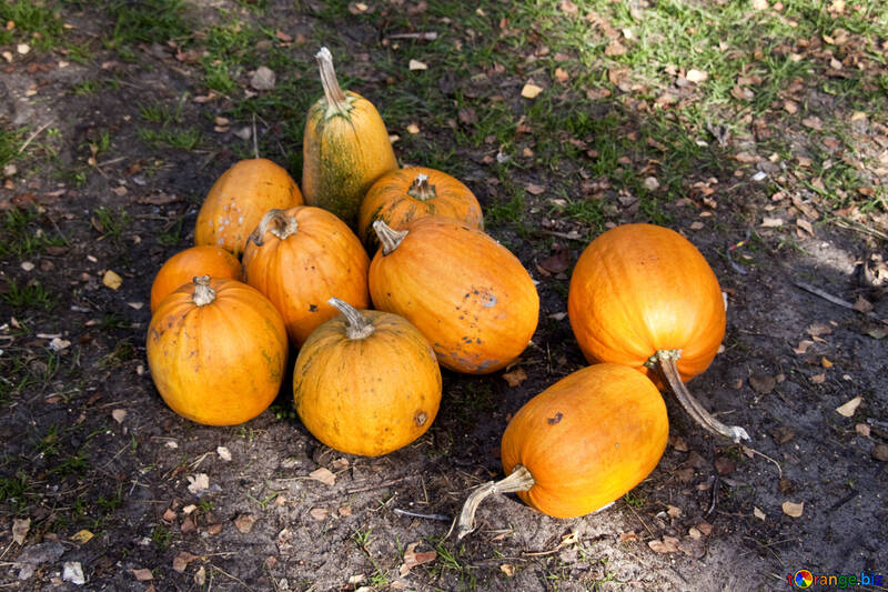 Heap  pumpkins №5898