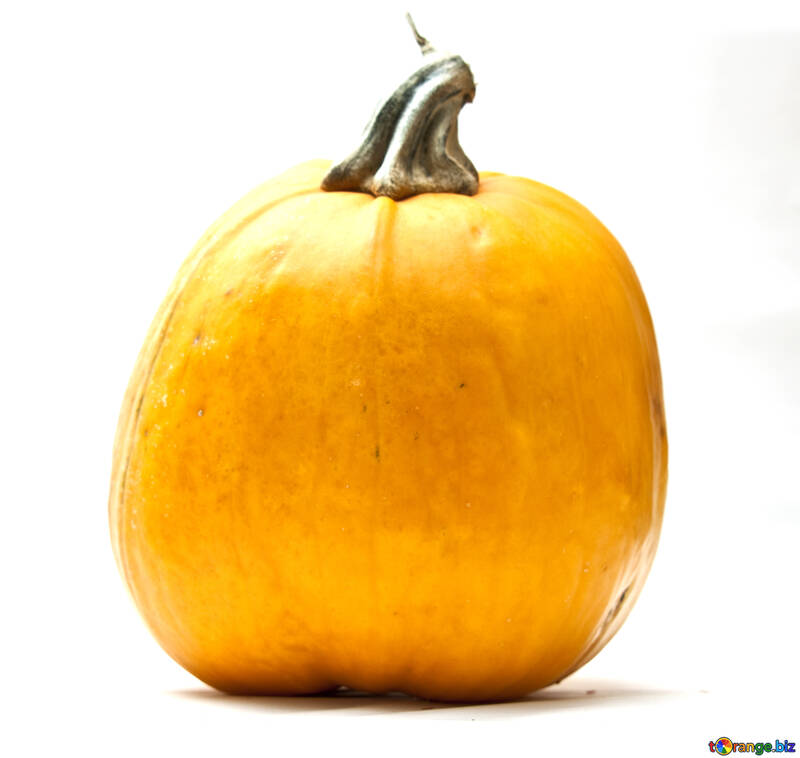 Common  pumpkin №5999