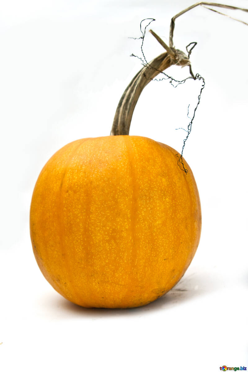 Orange  pumpkin №5980