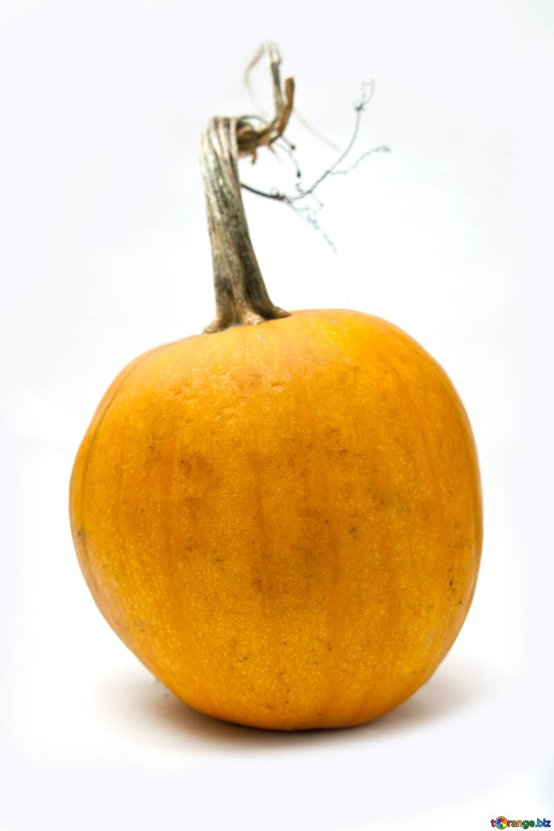 Pumpkin  at  White  background №5984