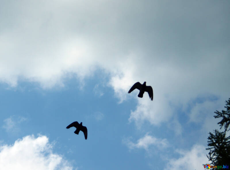 Uccelli che volano nel cielo №5053