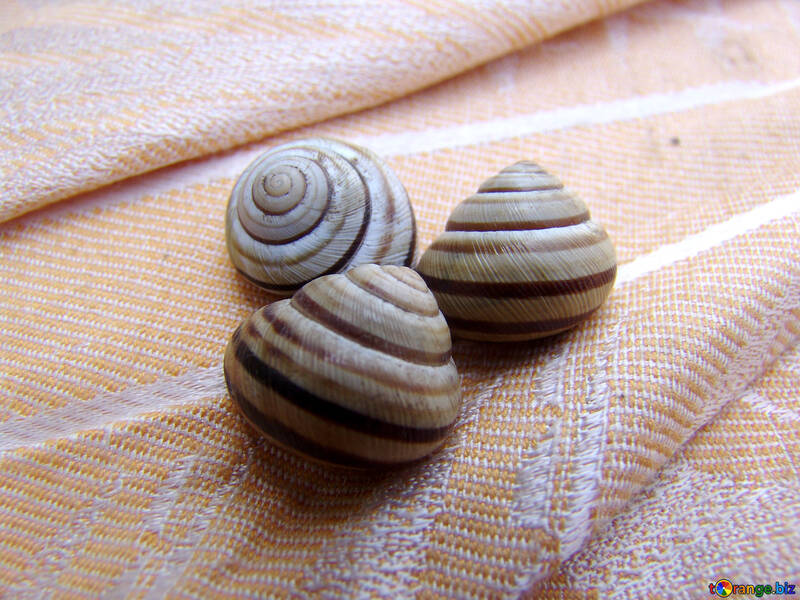 Snails №5242