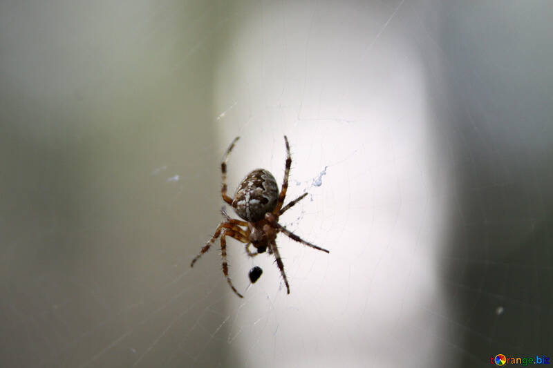 Big spider №5480