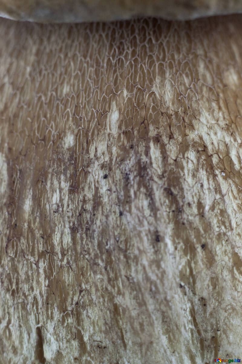 Leg  mushroom . Texture .  №5606