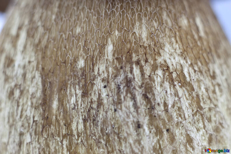 Leg  White  . mushroom texture. №5612