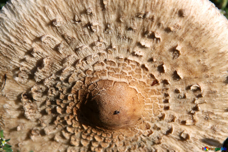Parasol mushroom.Cap. Texture №5556
