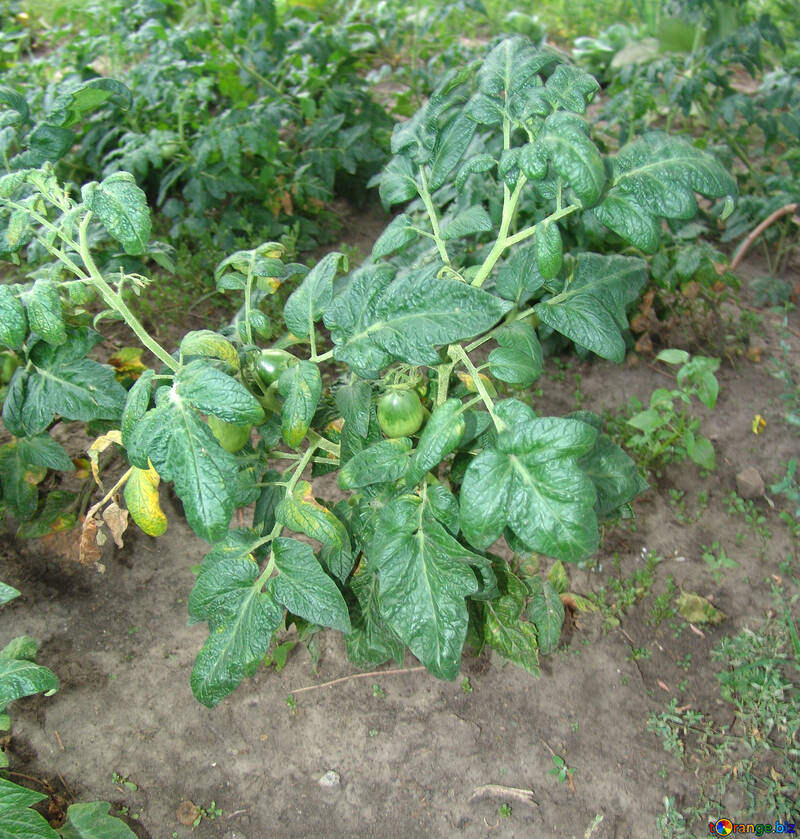 Green tomatoes №5846