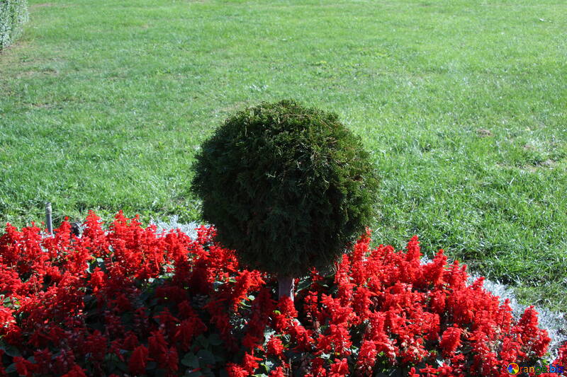Topiary arbustos - forma bola №5704